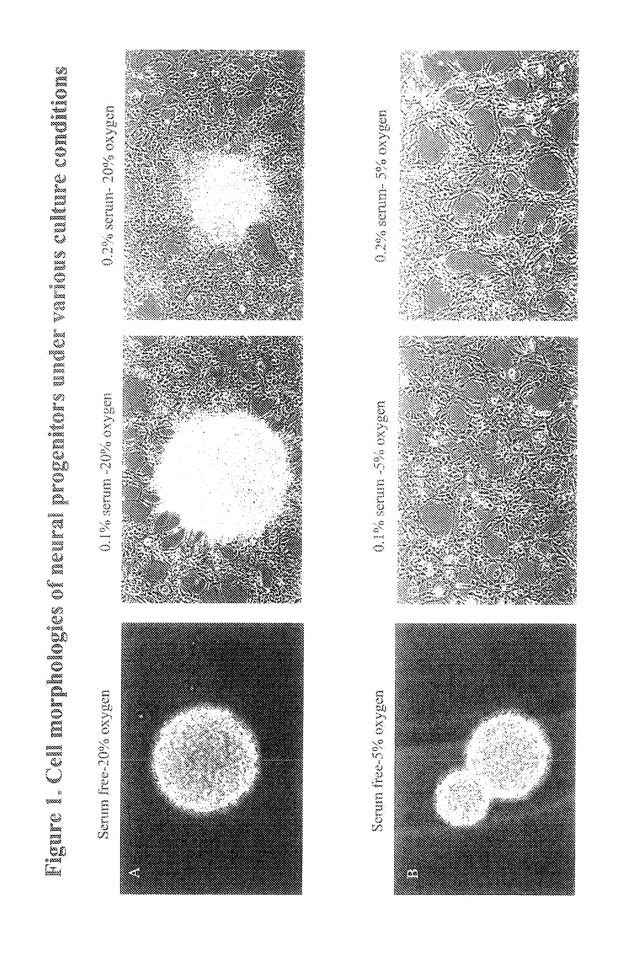 Compositions of stem cells and stem cell factors and methods for their use and manufacture