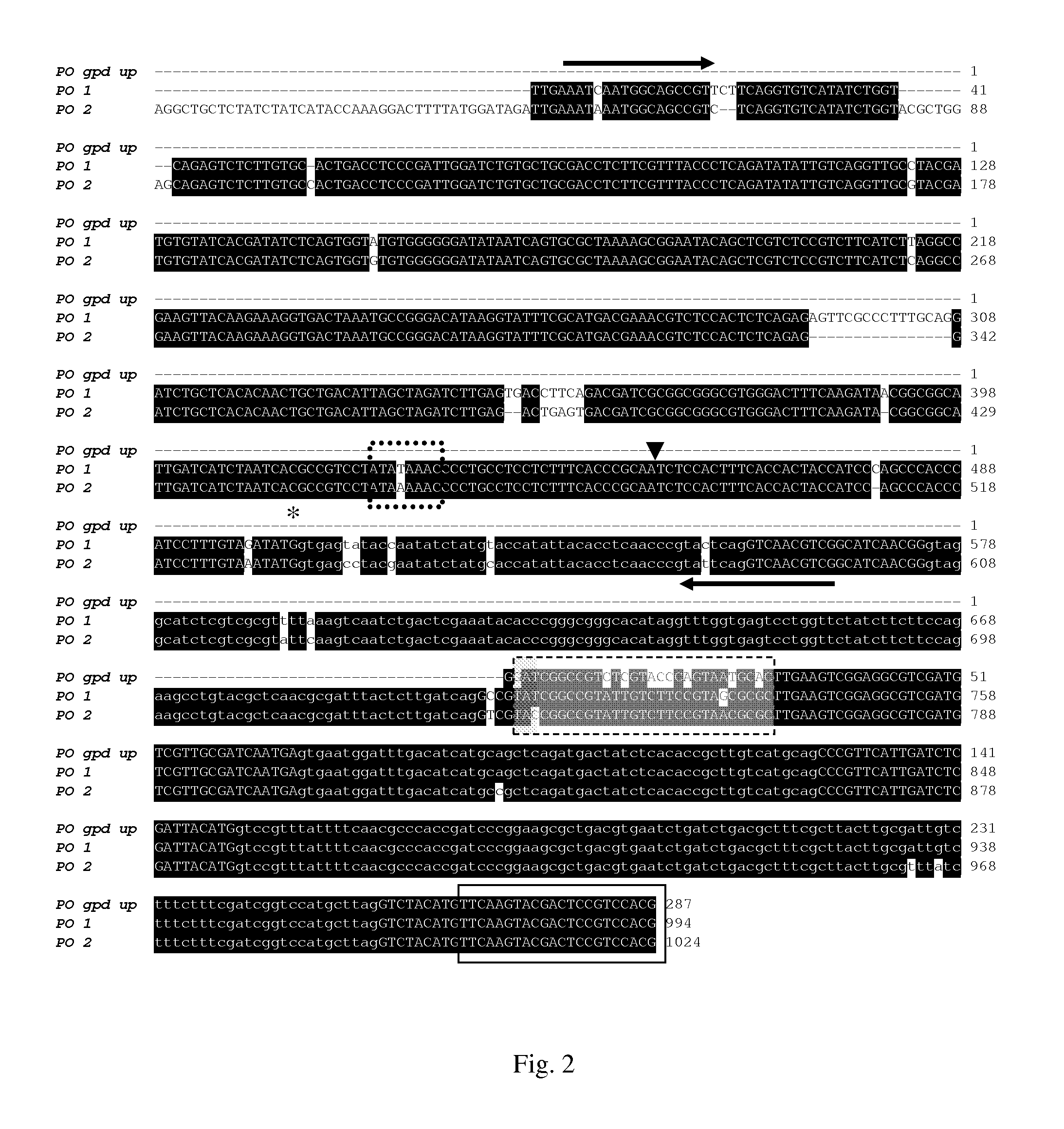 Gylceraldehyde-3-phosphate dehydrogenase promoter and heterologous gene expression