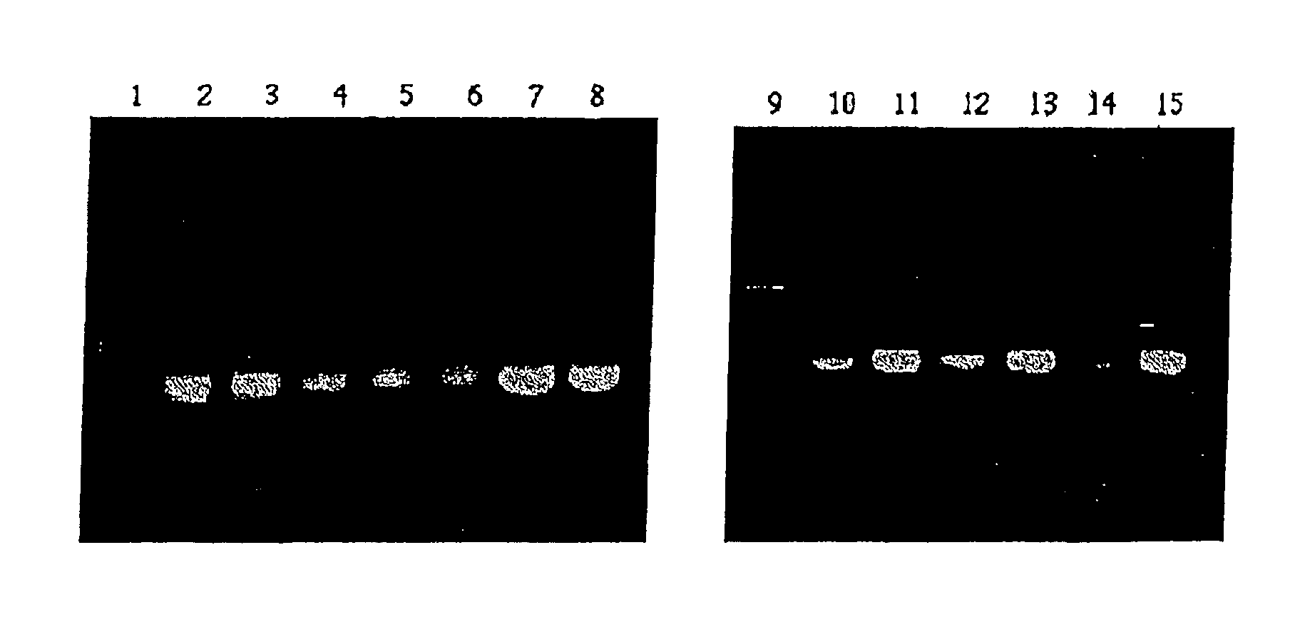 Method for amplifying nucleic acid sequence