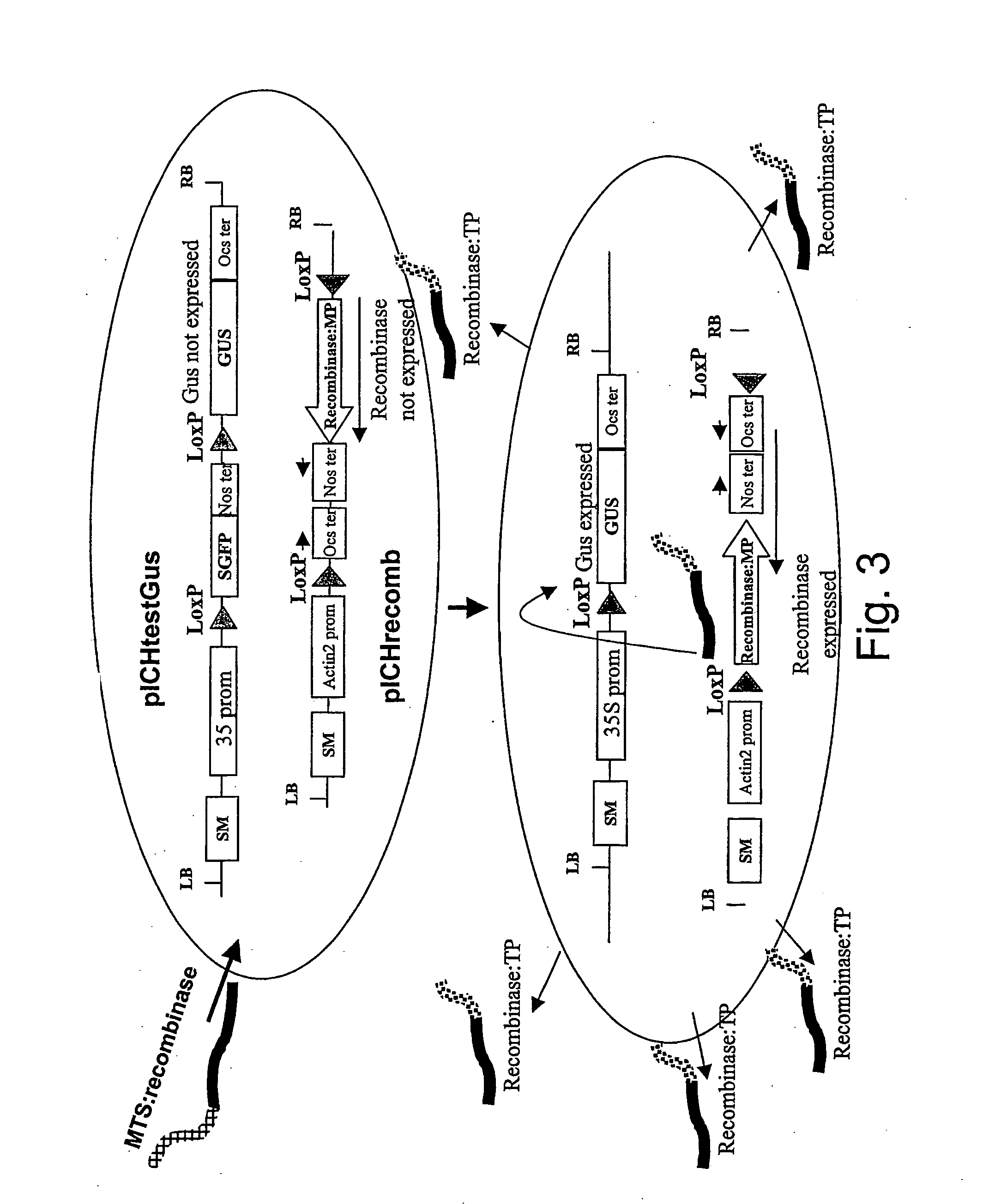 Method of controlling a cellular process in a multi-cellular organism