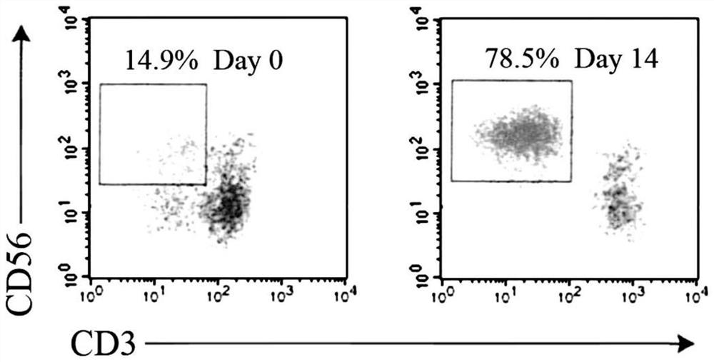 Polypeptide and application thereof in promoting proliferation of human natural killer cells and preparing human natural killer cell culture medium