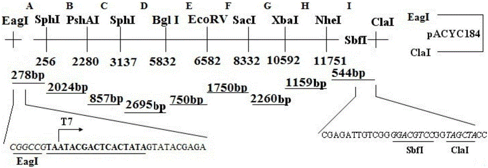 Method for constructing swine-borne BVDV-22 strain infectious cDNA (complementary deoxyribonucleic acid) clone and application thereof