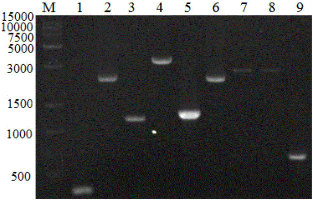 Method for constructing swine-borne BVDV-22 strain infectious cDNA (complementary deoxyribonucleic acid) clone and application thereof