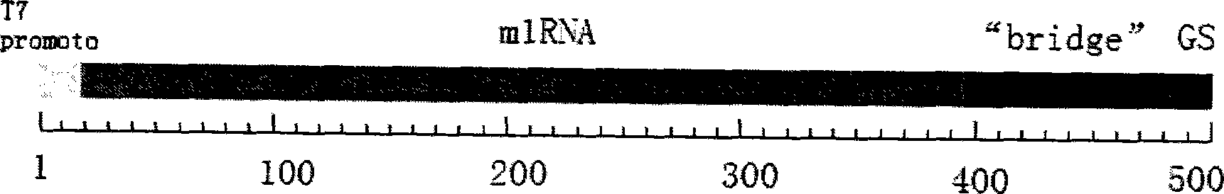 Method for constructing hepatitis C virus specific ribozyme M1GS-hcv/C20 and uses thereof