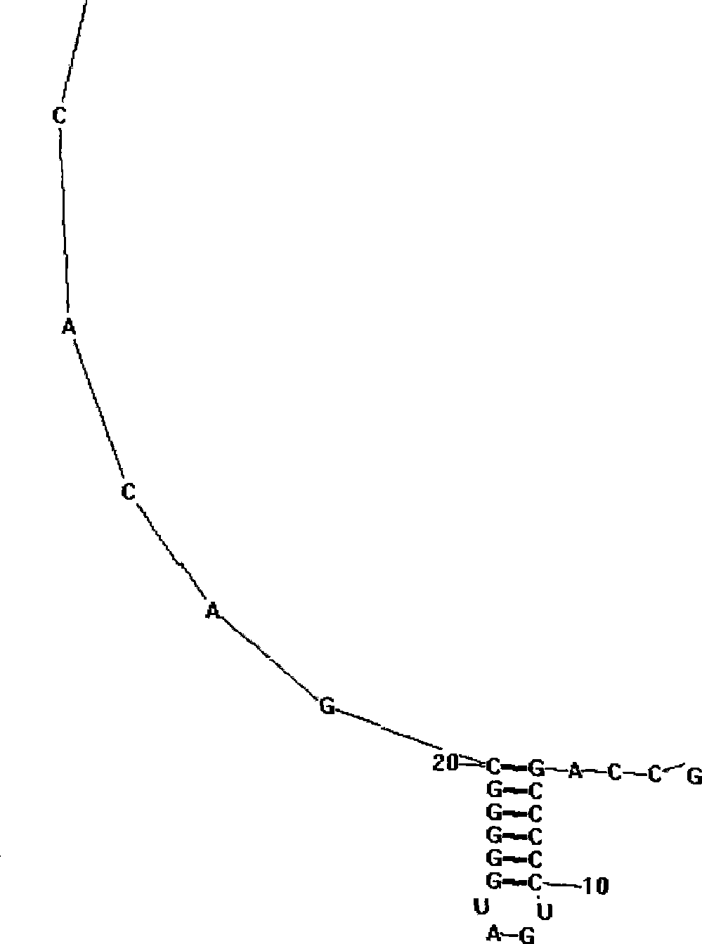 Method for constructing hepatitis C virus specific ribozyme M1GS-hcv/C20 and uses thereof