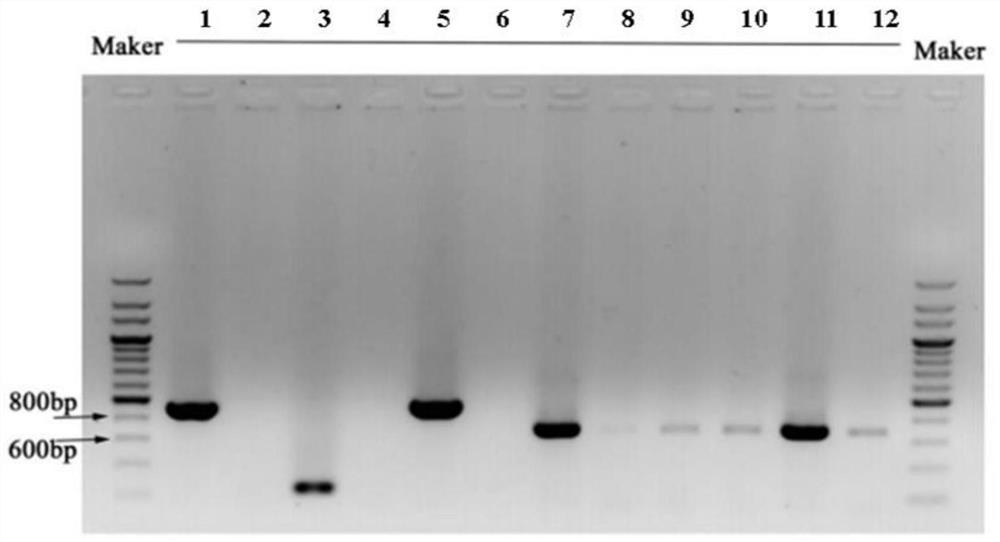 Exosome secreted by lncRNA gene modified cell and application thereof