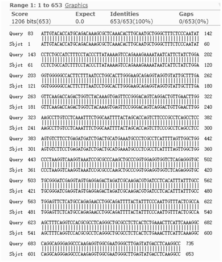 Exosome secreted by lncRNA gene modified cell and application thereof