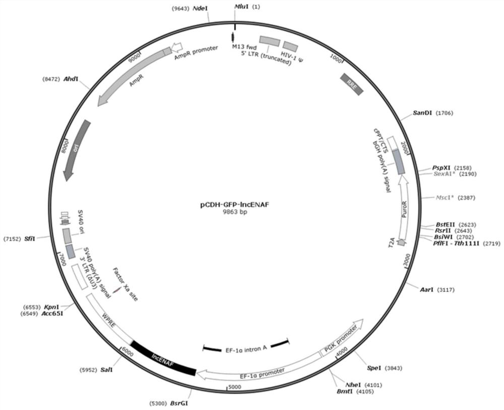 Exosome secreted by lncRNA gene modified cell and application thereof