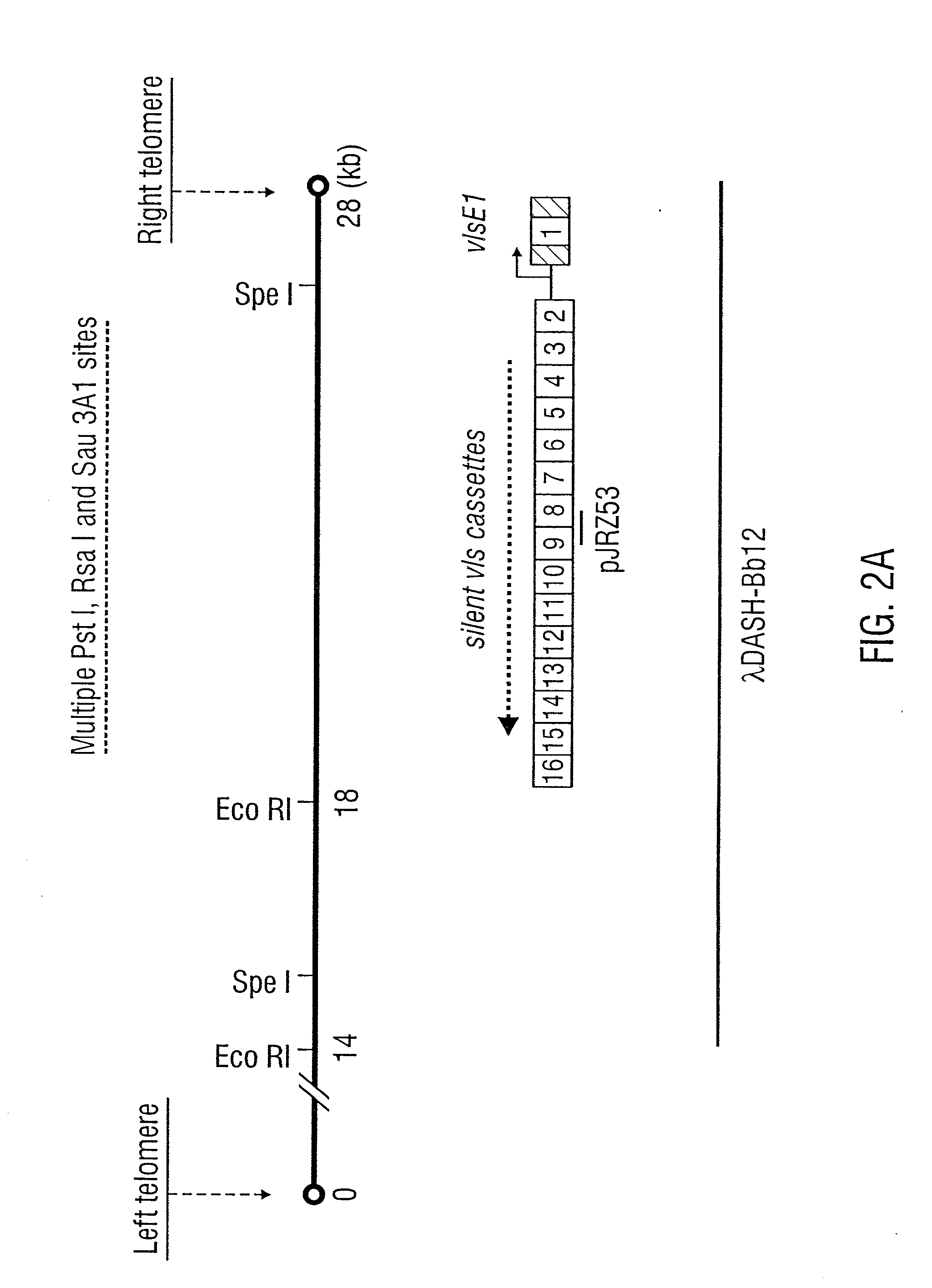 VMP-like sequences of pathogenic Borrelia