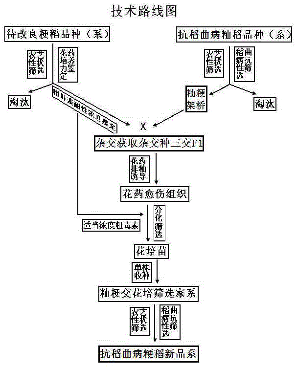 Breeding method for importing false smut resistance of indica rice into japonica rice