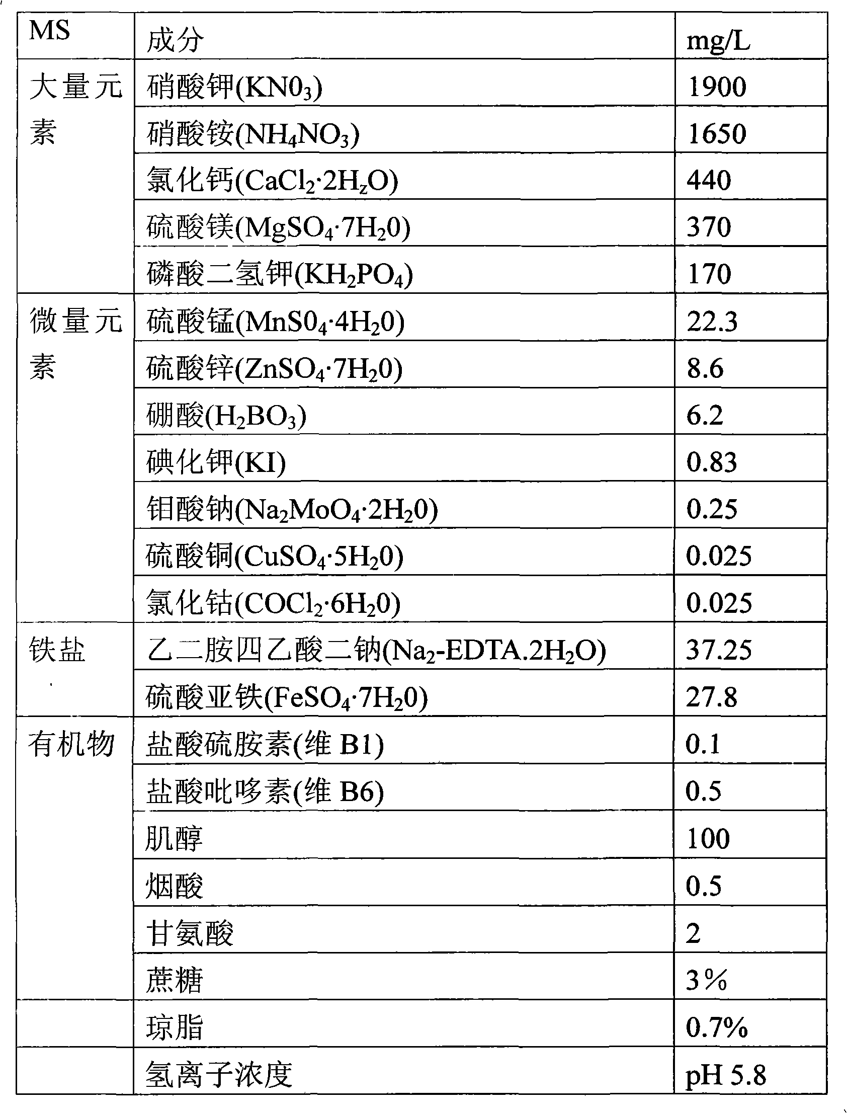 Method for producing melon-like transgene plants by using agrobacterium