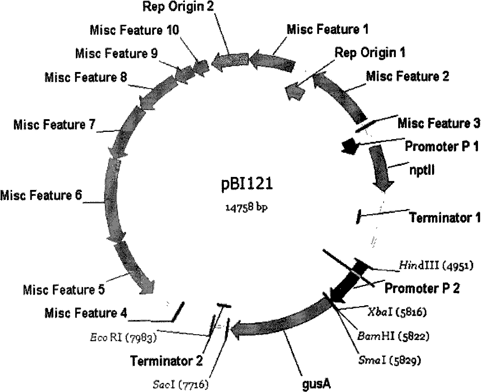 Method for producing melon-like transgene plants by using agrobacterium