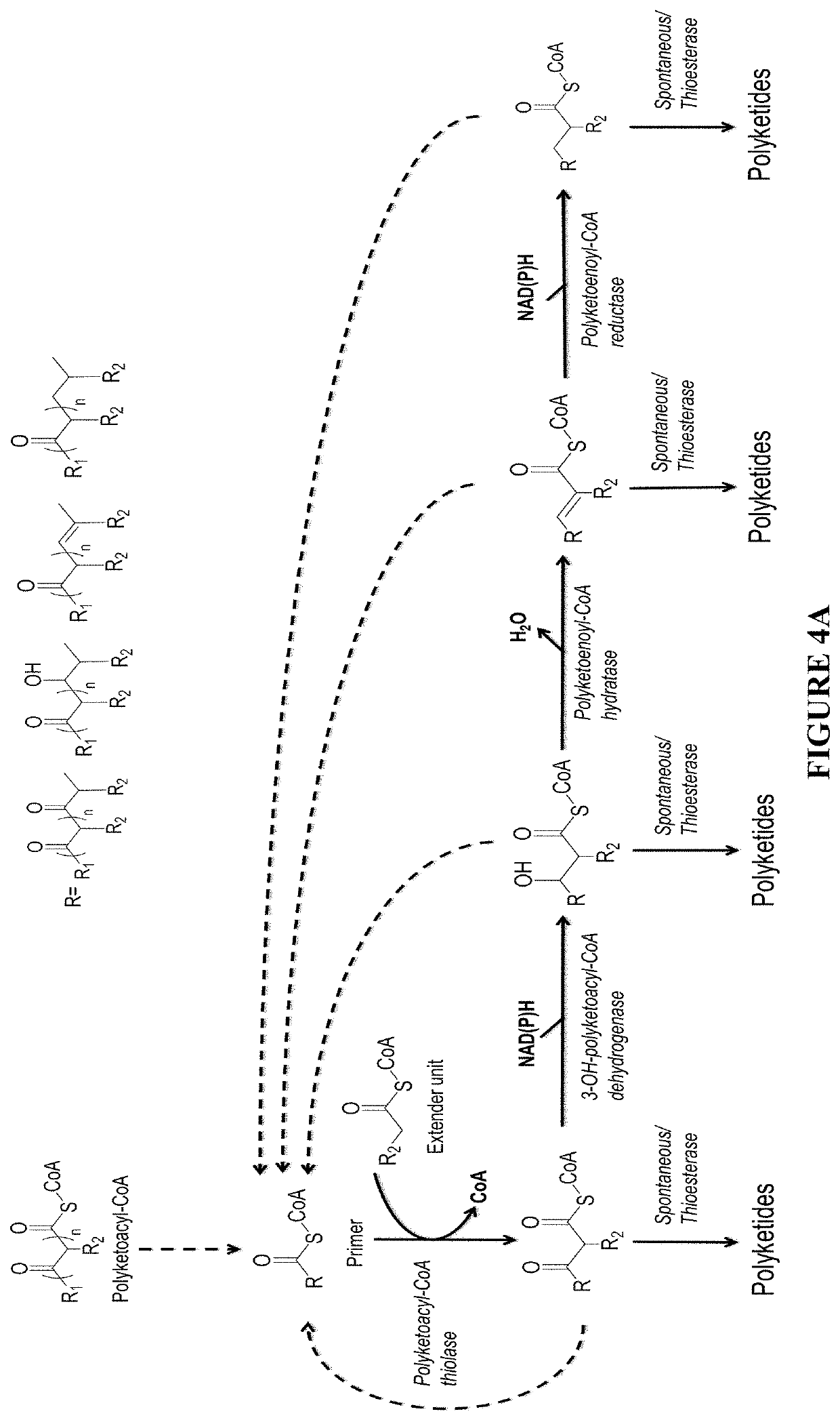 Biosynthesis of polyketides