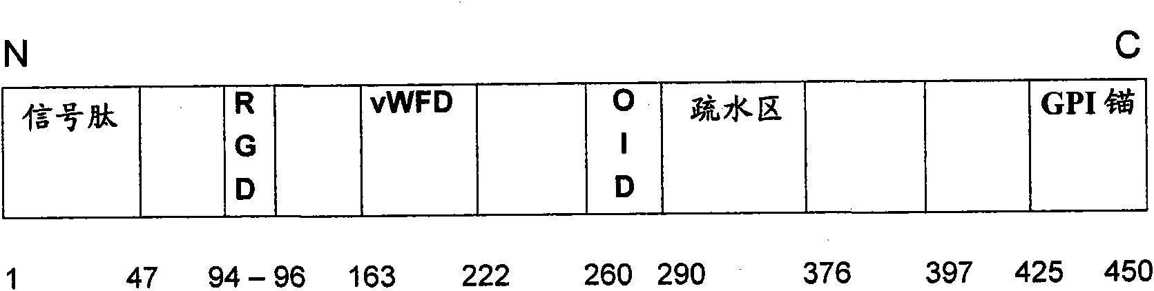 Bone morphogenetic protein (bmp)-binding domains of proteins of the repulsive guidance molecule (rgm) protein family and functional fragments thereof, and use of same