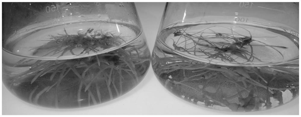 Induction and Genetic Transformation of the Hairy Roots of Cinnamomum sinensis