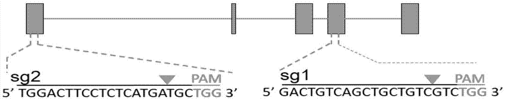 sgRNA targeting sequence of specific target human ABCB1 gene and application