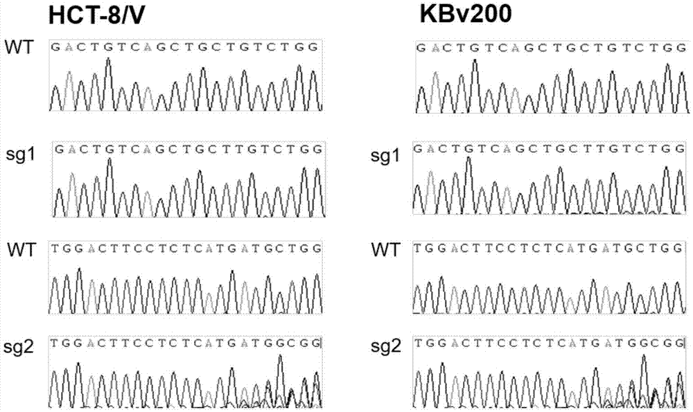 sgRNA targeting sequence of specific target human ABCB1 gene and application