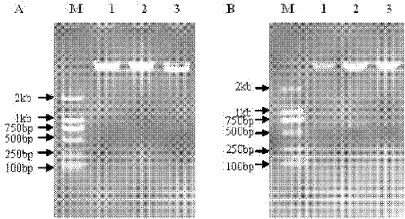 Monoclonal antibody with liver cancer resisting activity and application thereof