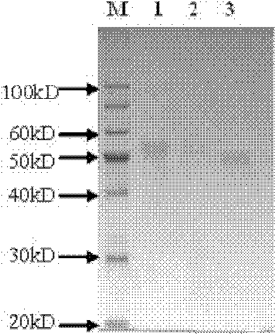 Monoclonal antibody with liver cancer resisting activity and application thereof