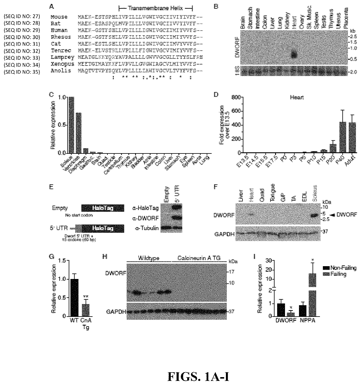 Use of a small native peptide activator of SERCA pump for treatment of heart failure and other disorders characterized by cytosolic calcium overload