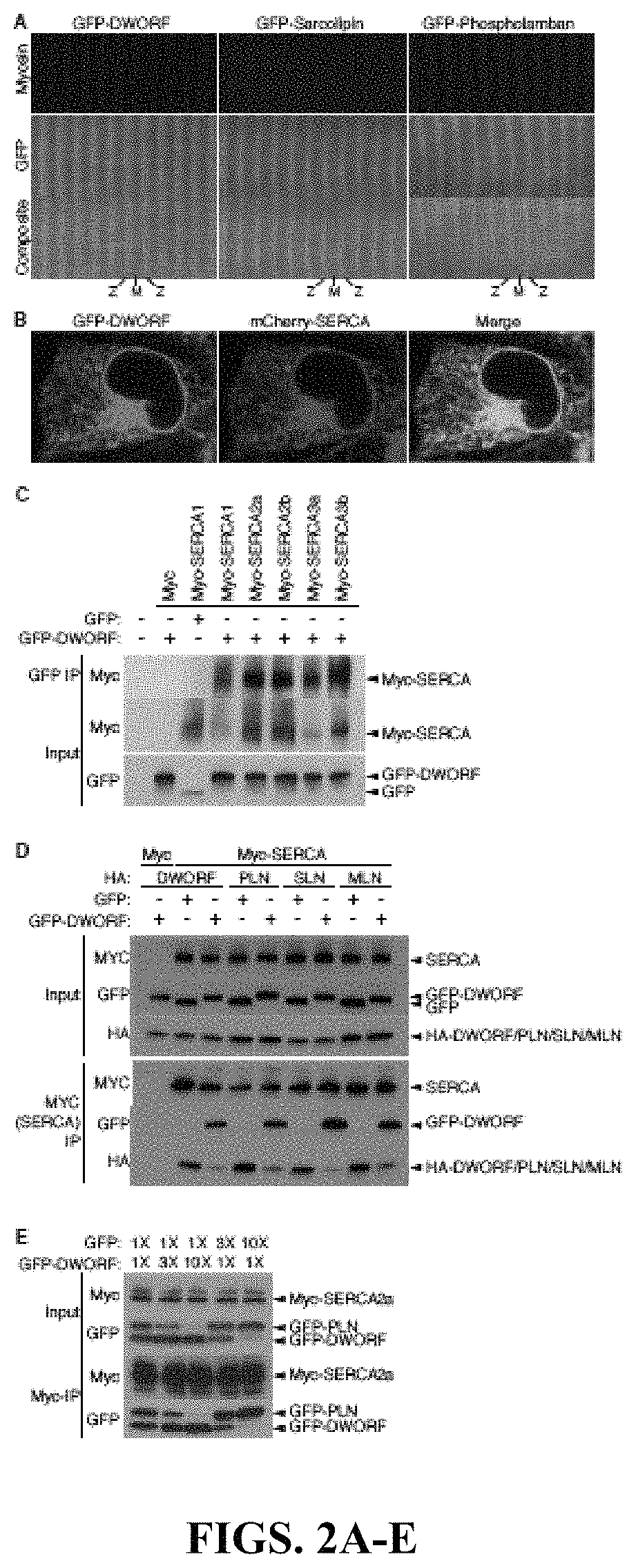 Use of a small native peptide activator of SERCA pump for treatment of heart failure and other disorders characterized by cytosolic calcium overload