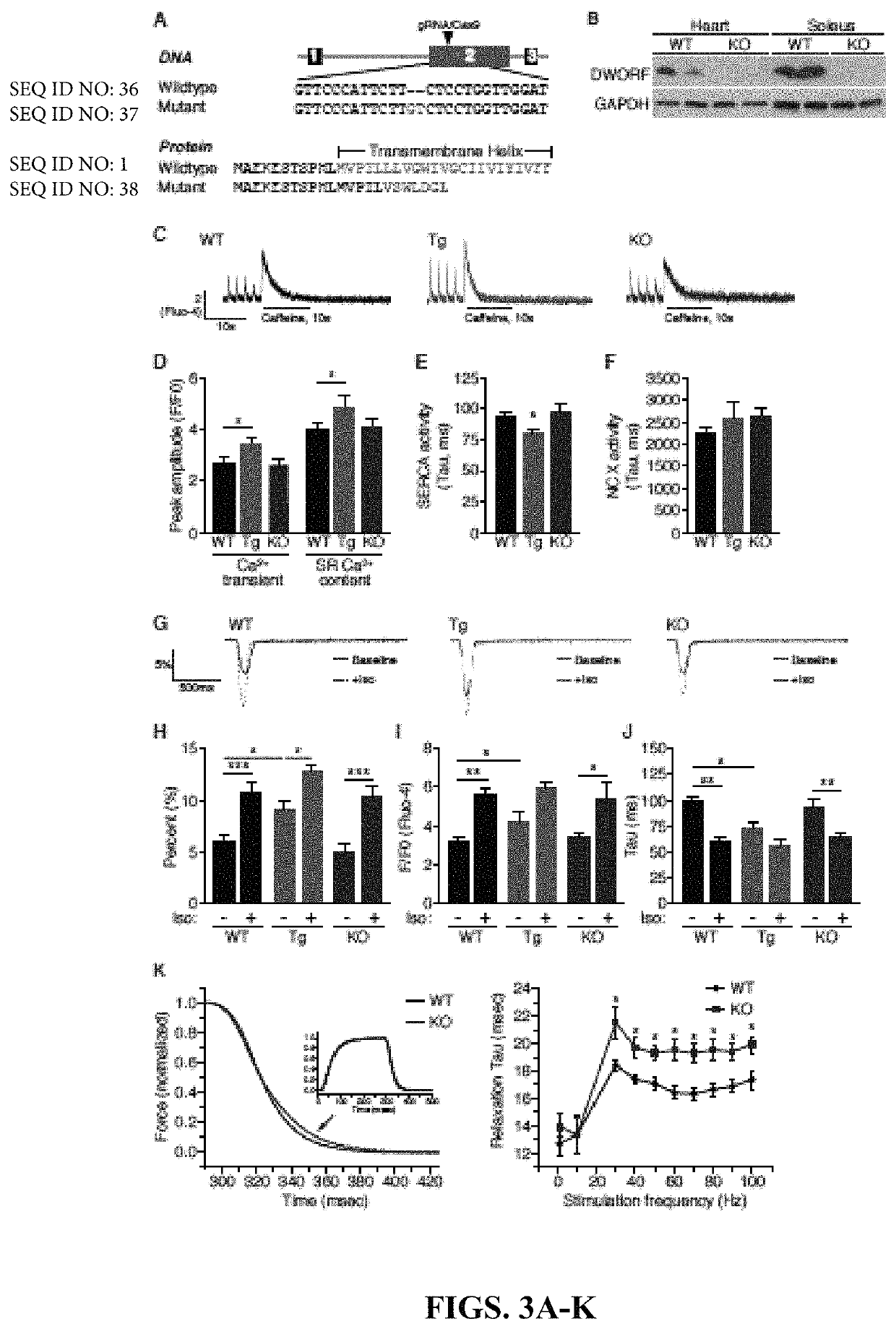 Use of a small native peptide activator of SERCA pump for treatment of heart failure and other disorders characterized by cytosolic calcium overload