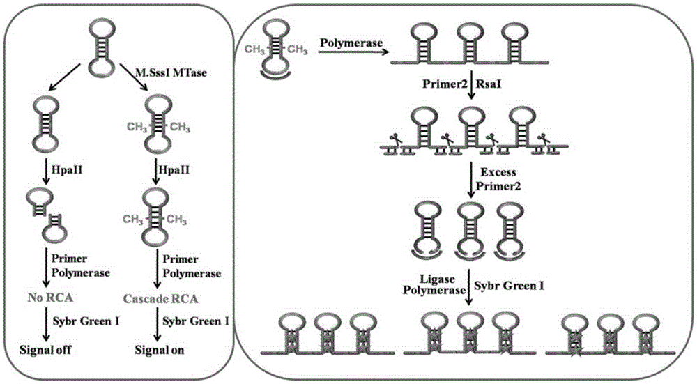 Cascade rolling-ring amplification strategy mediated with dumbbell molecular probe under protection of target object and applied to sensitiveness detection of DNA transmethylase activity