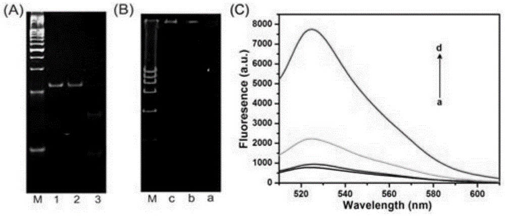 Cascade rolling-ring amplification strategy mediated with dumbbell molecular probe under protection of target object and applied to sensitiveness detection of DNA transmethylase activity