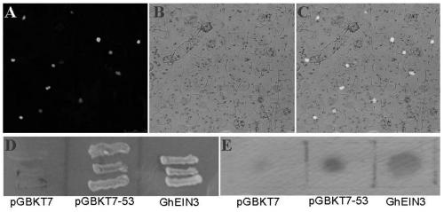 Identification and application of a new cotton fiber development-related gene ghein3