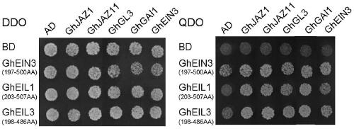 Identification and application of a new cotton fiber development-related gene ghein3