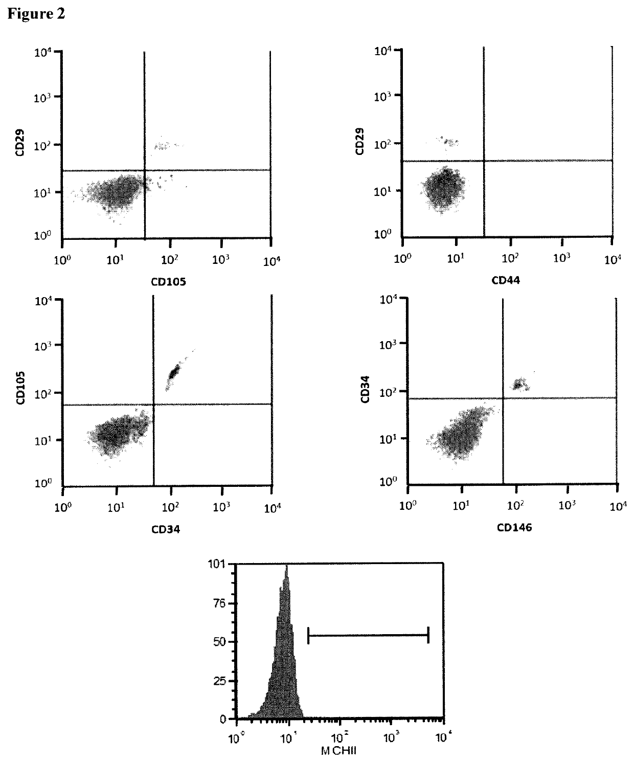 Mammalian muscle-derived stem cells