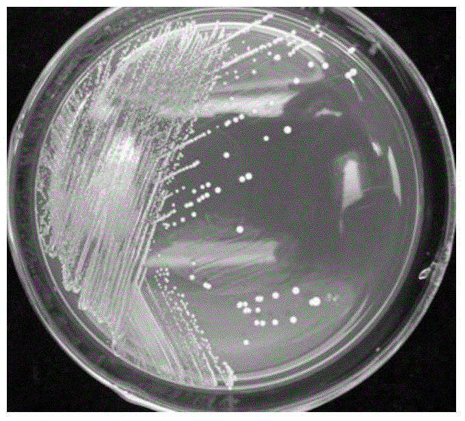 Lactobacillus plantarum strain having functions of effectively degrading nitrite and strongly producing acid and application of lactobacillus plantarum strain