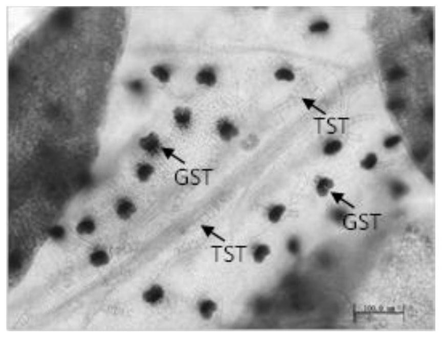 A kind of aawbc1 gene promoter and its function verification method and application