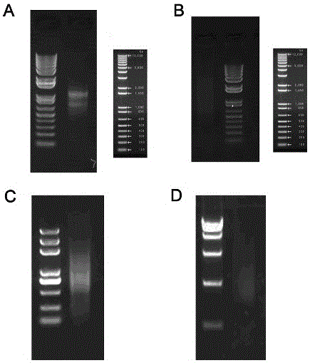 Peanut S-adenosylmethionine synthetase gene AhSAMS and protein and application