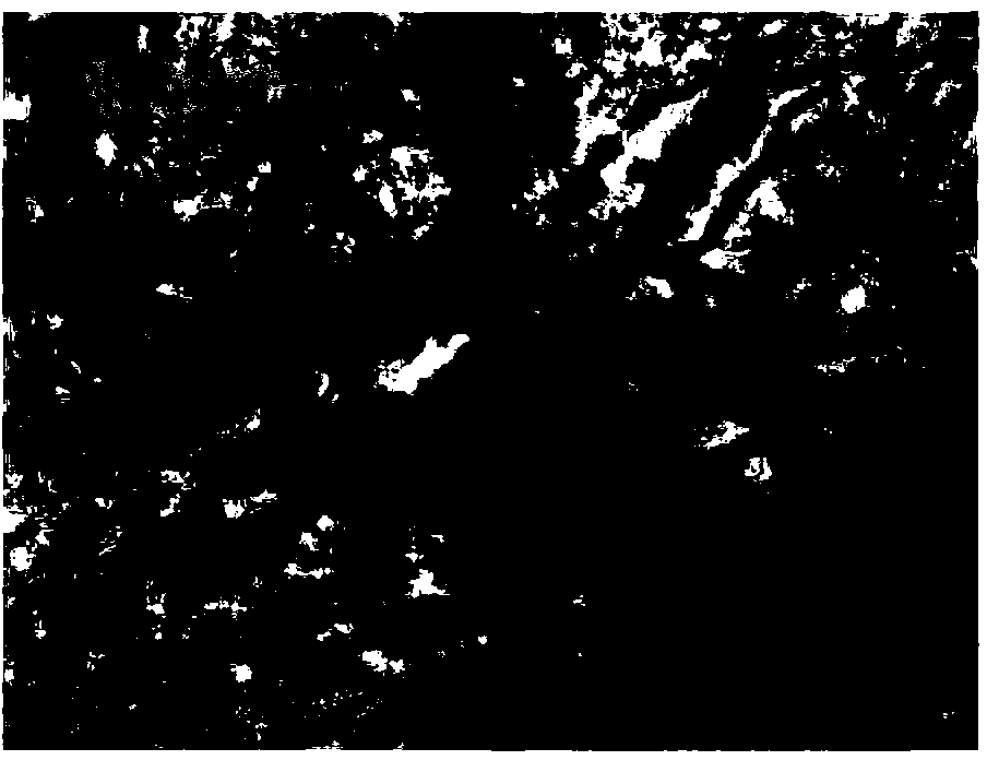 Rapid neuron staining method based on Golgi silver staining method