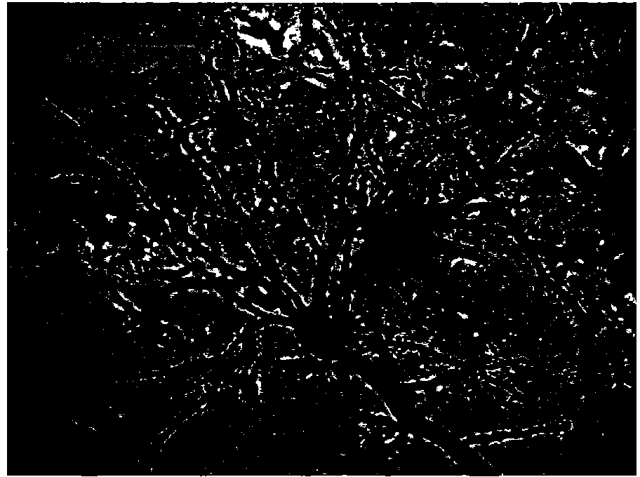 Rapid neuron staining method based on Golgi silver staining method