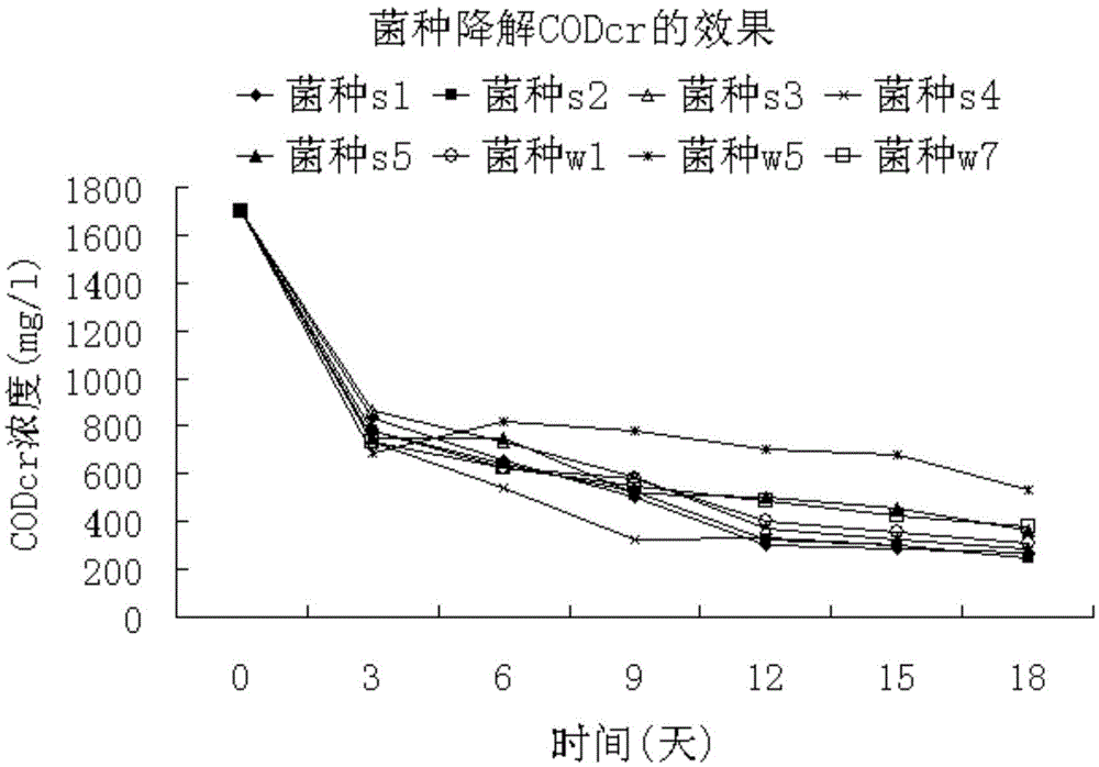 Application of microbial compound bacteria agent in treatment of petrochemical wastewater and sludge