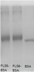 Synthesis method of artificial antigen suitable for erythrosine pigment