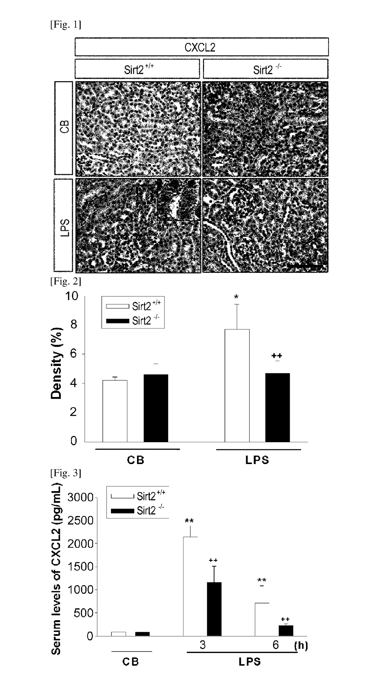 Pharmaceutical composition containing sirt2 inhibitor