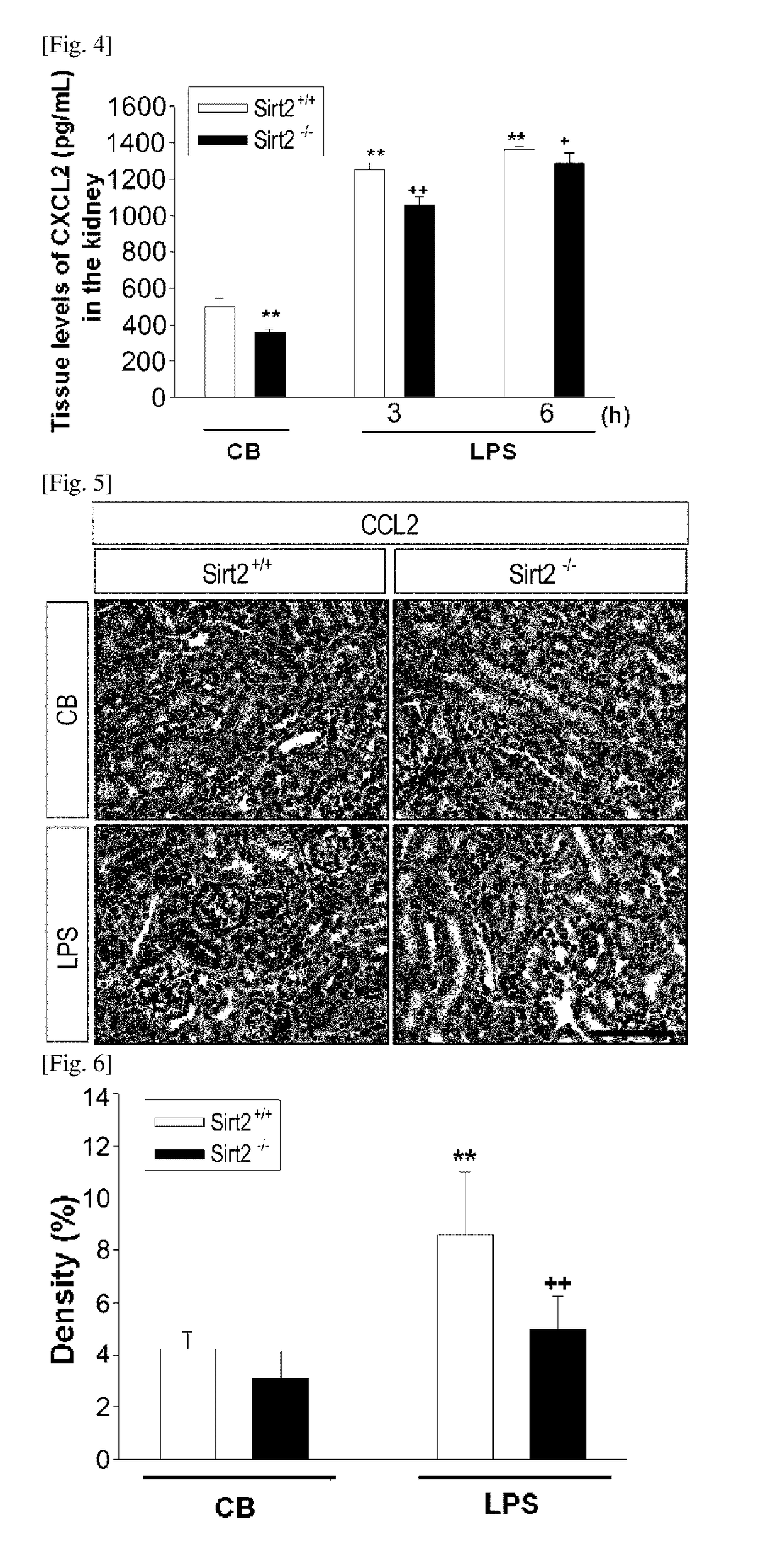 Pharmaceutical composition containing sirt2 inhibitor