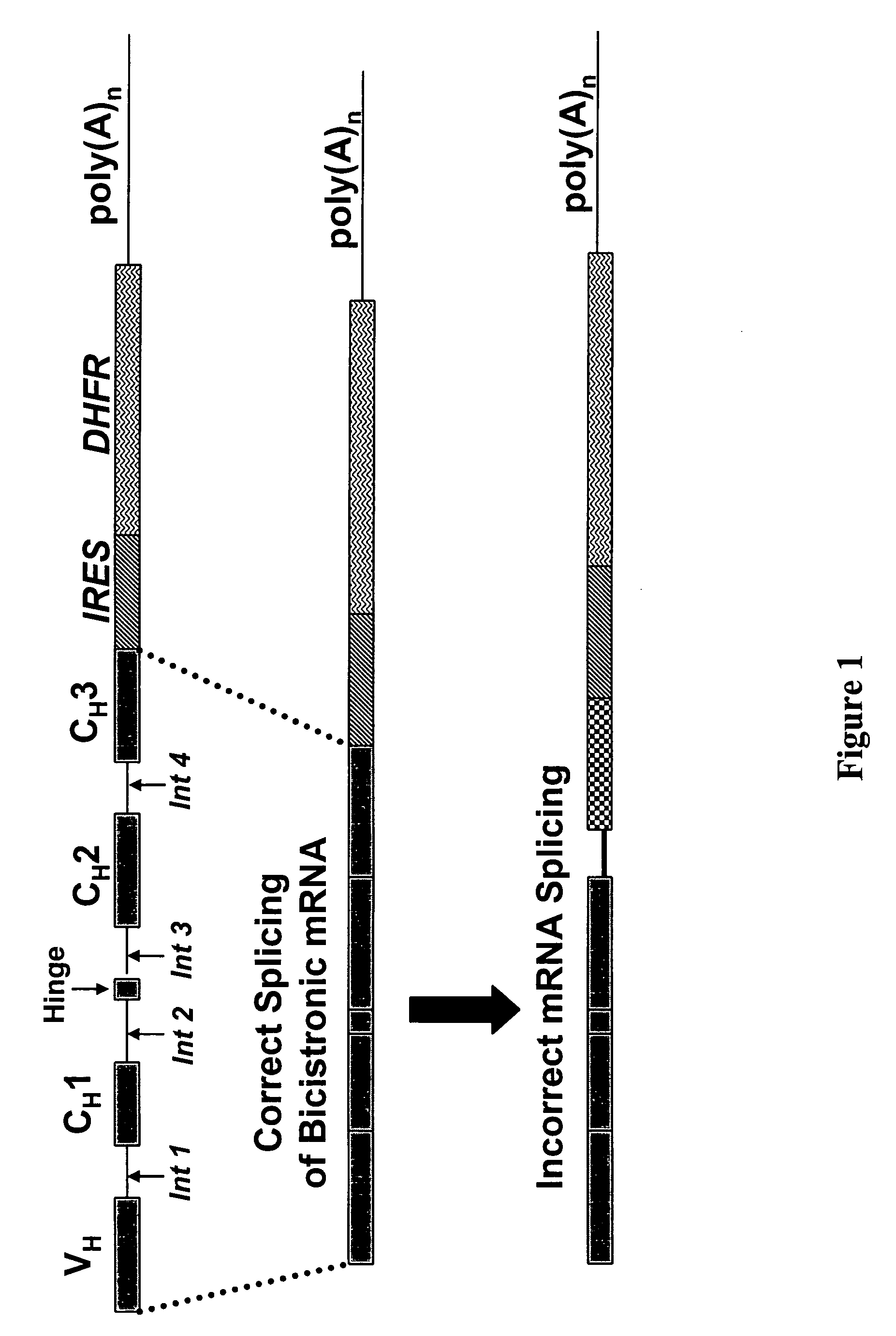 Methods and compositions for improving recombinant protein production