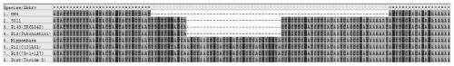 Molecular marker of rice blast resistance gene pigm in Gumei 4 and its application