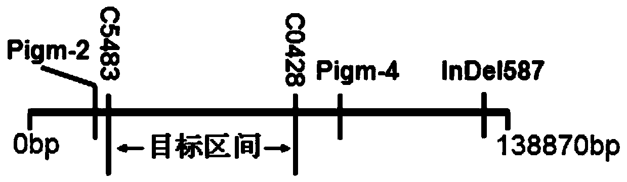 Molecular marker of rice blast resistance gene pigm in Gumei 4 and its application