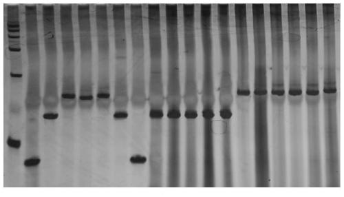 Molecular marker of rice blast resistance gene pigm in Gumei 4 and its application