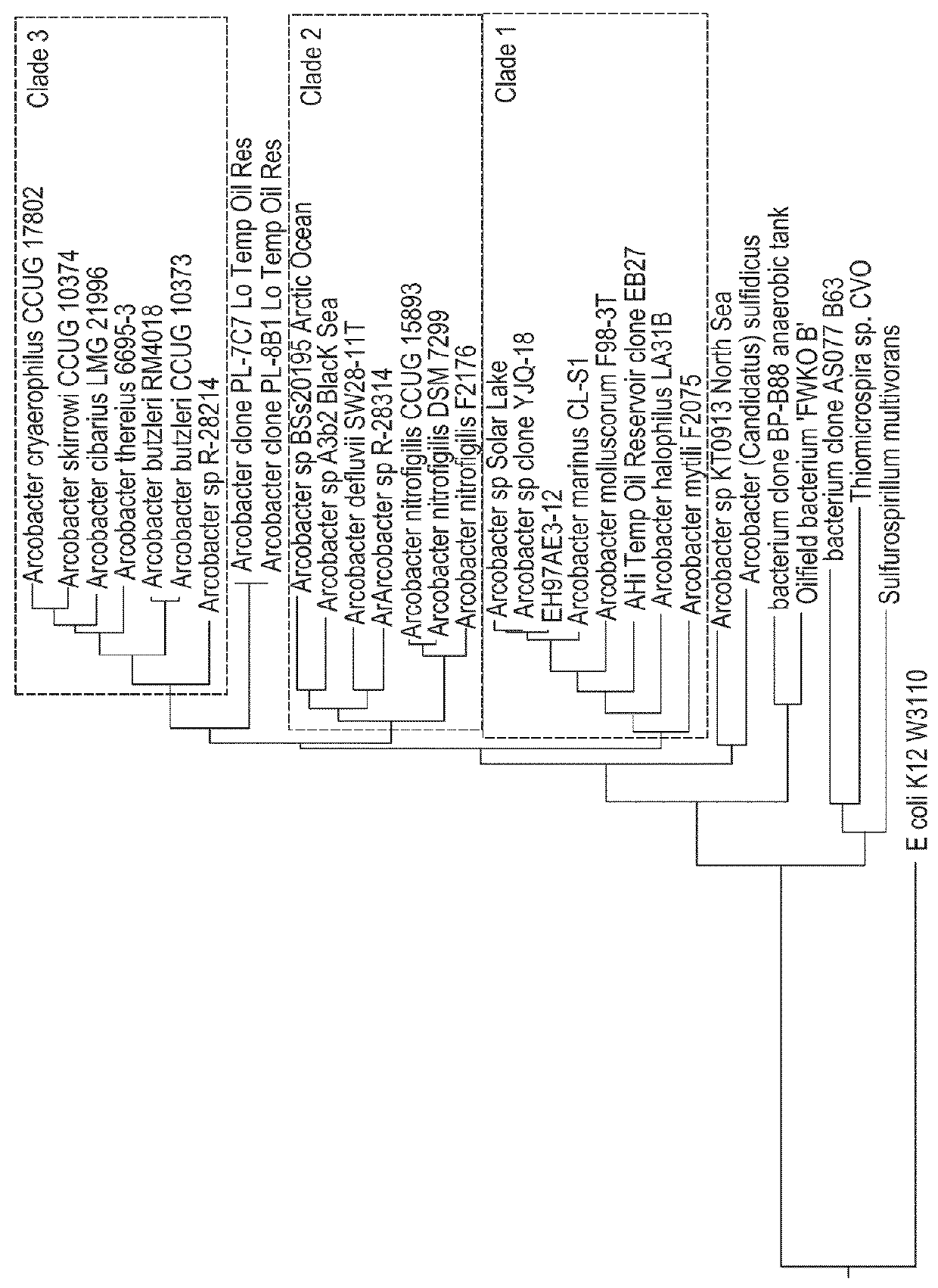 Methods, strains, and compositions useful for microbially enhanced oil recovery: <i>Arcobacter </i>clade 1