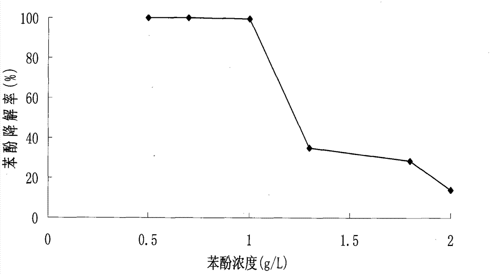 Rhodococcus ruber and application thereof in degradation of phenol pollutants