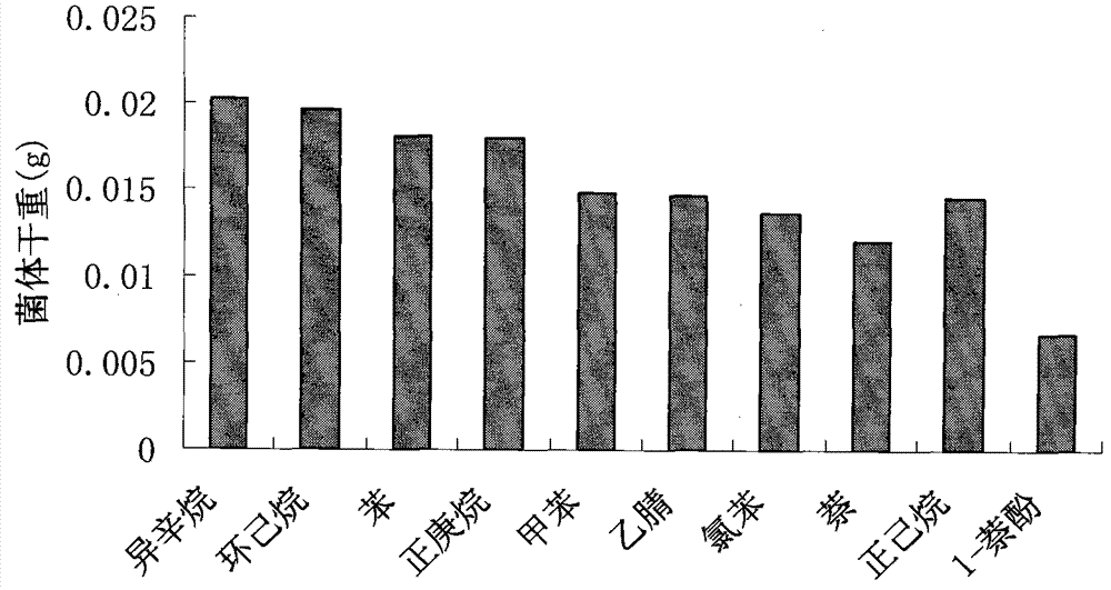 Rhodococcus ruber and application thereof in degradation of phenol pollutants