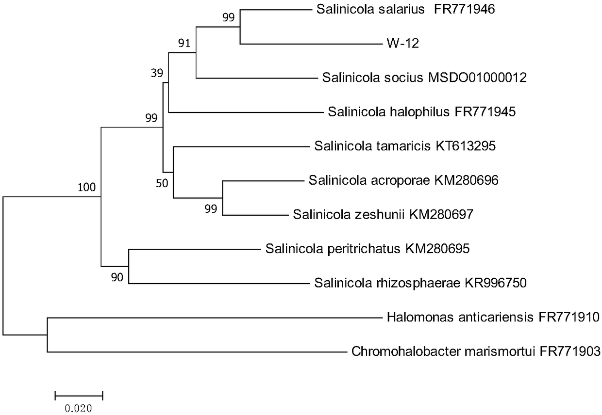 Halophilic salinicola sp.W-Y12 and application thereof