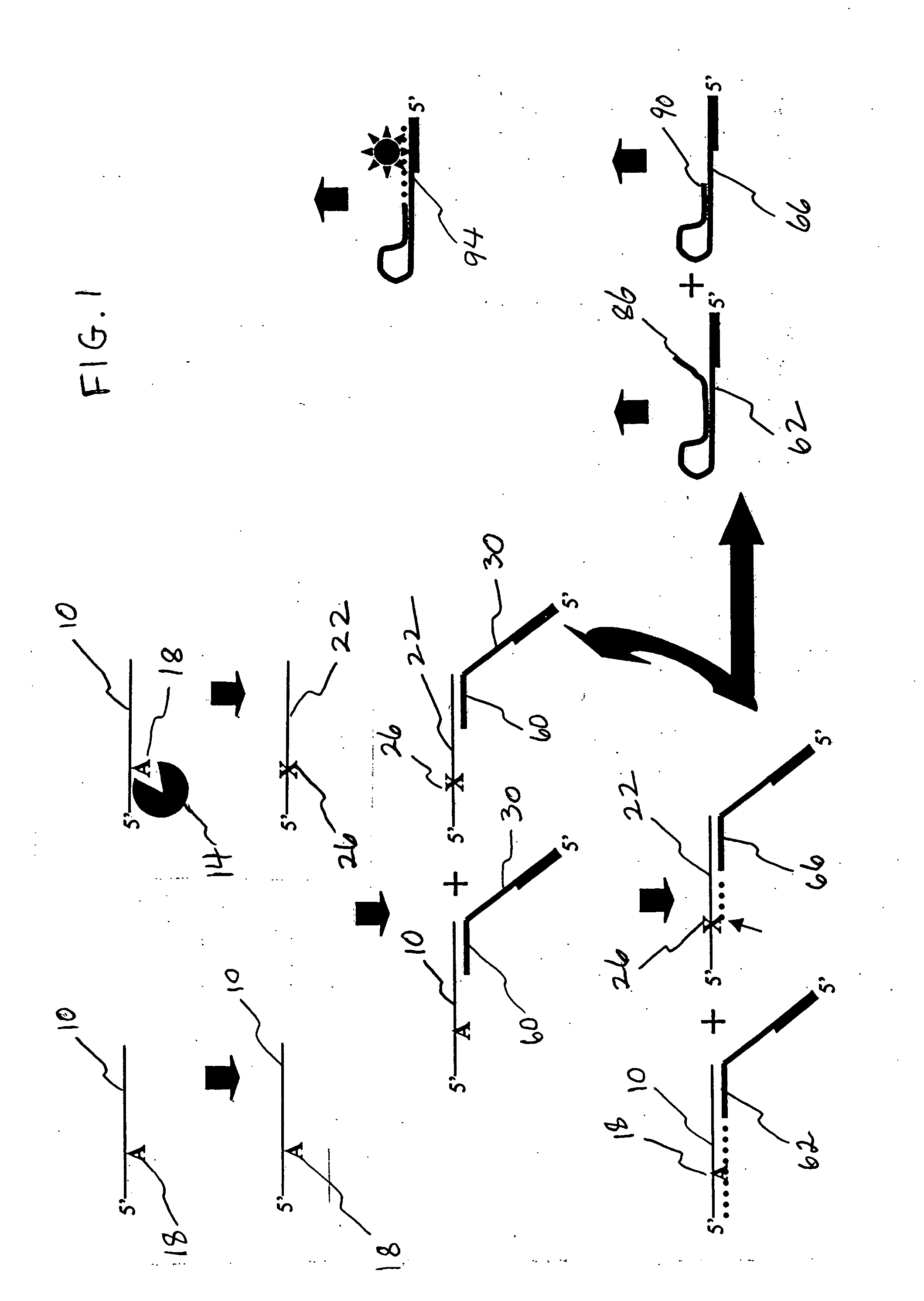 Activity-based assay for ricin-like toxins