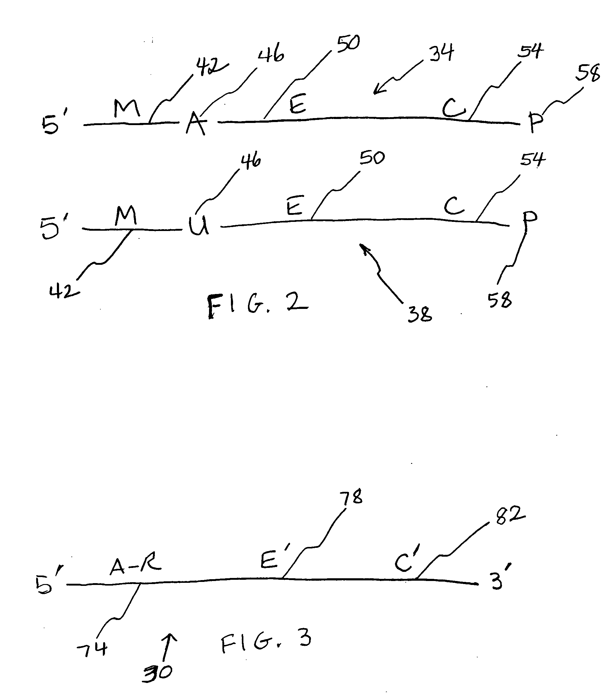 Activity-based assay for ricin-like toxins